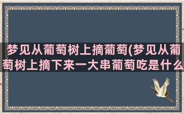 梦见从葡萄树上摘葡萄(梦见从葡萄树上摘下来一大串葡萄吃是什么意思)