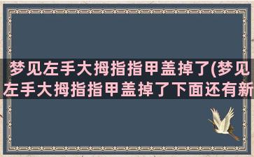 梦见左手大拇指指甲盖掉了(梦见左手大拇指指甲盖掉了下面还有新的)